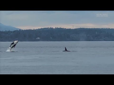 Southern Resident Orcas Return To Puget Sound