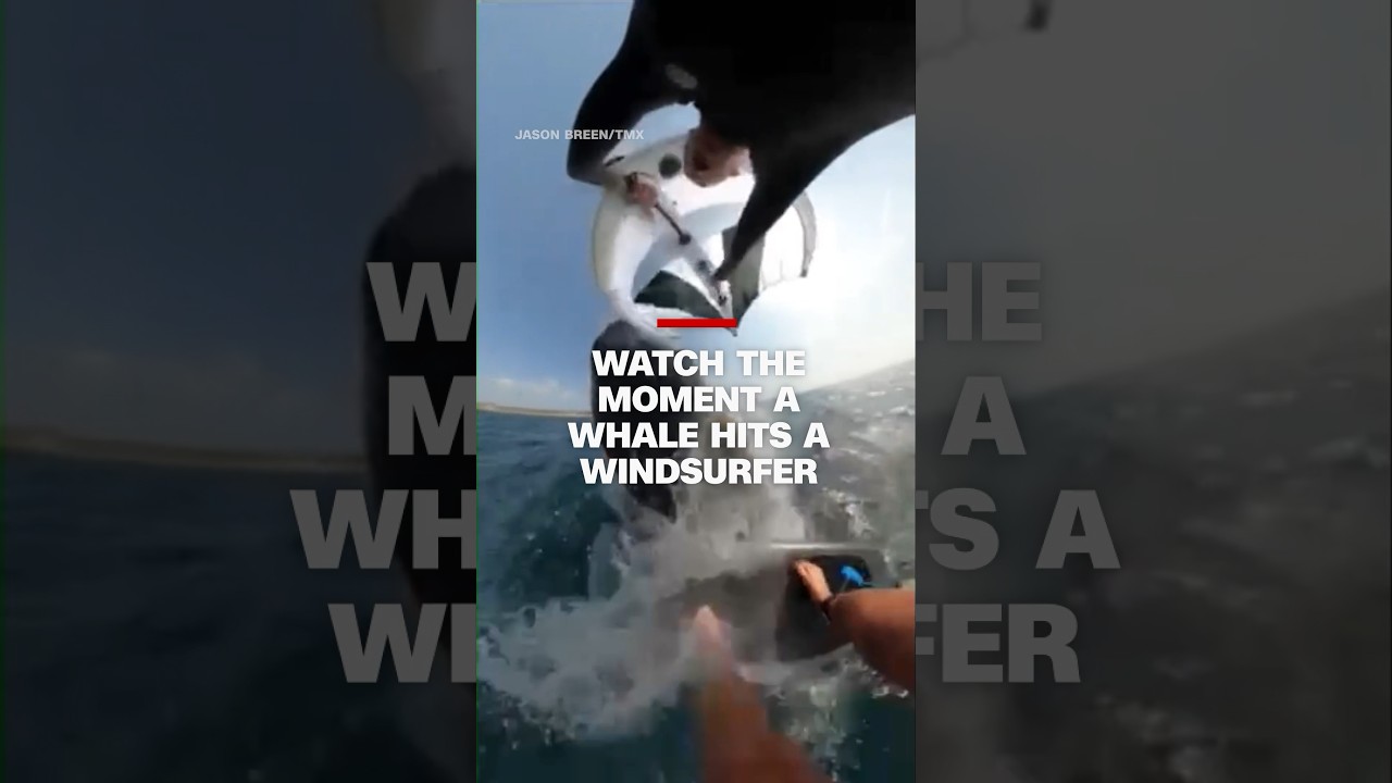 Watch The Moment A Whale Hits A Windsurfer #cnn #news #whale #surfer #australia