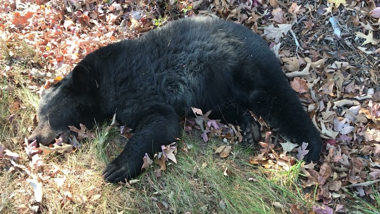 Bear Spotted In Santa Cruz California