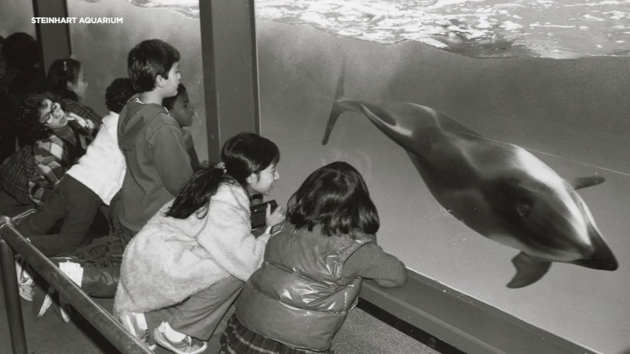 California Academy Of Sciences’ Aquarium Turns 100. Here’s A Look At Its Century Long History
