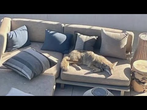 Coyote Caught Taking Nap On San Francisco Porch