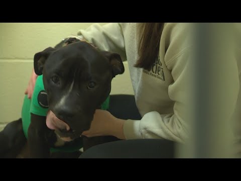 Dogs Found Starving, Left To Die In Freezing Temperatures Recovering At Tacoma Humane Society
