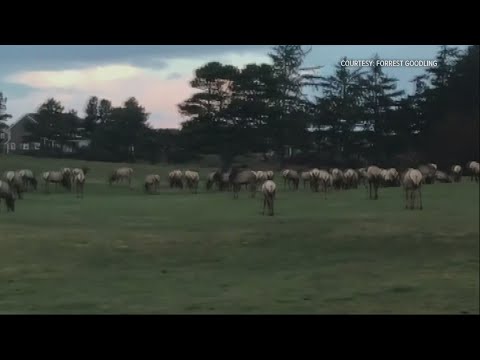 Gearhart Residents Objects To Oregon Allowing Nearly 80 Deers To Be Shot