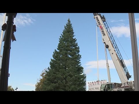 Holiday Tree Arrival Begins The Season’s Preparations Begin In Old Sacramento