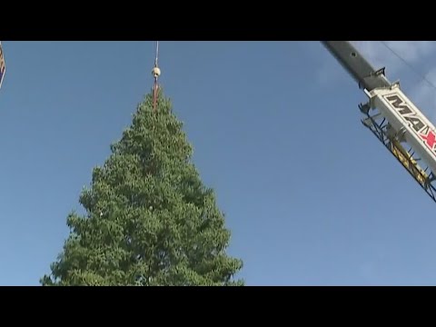 Holiday Tree Arrives At Old Sacramento Waterfront