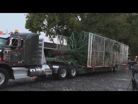 Old Sacramento’s Christmas Tree Arrives From Shasta County