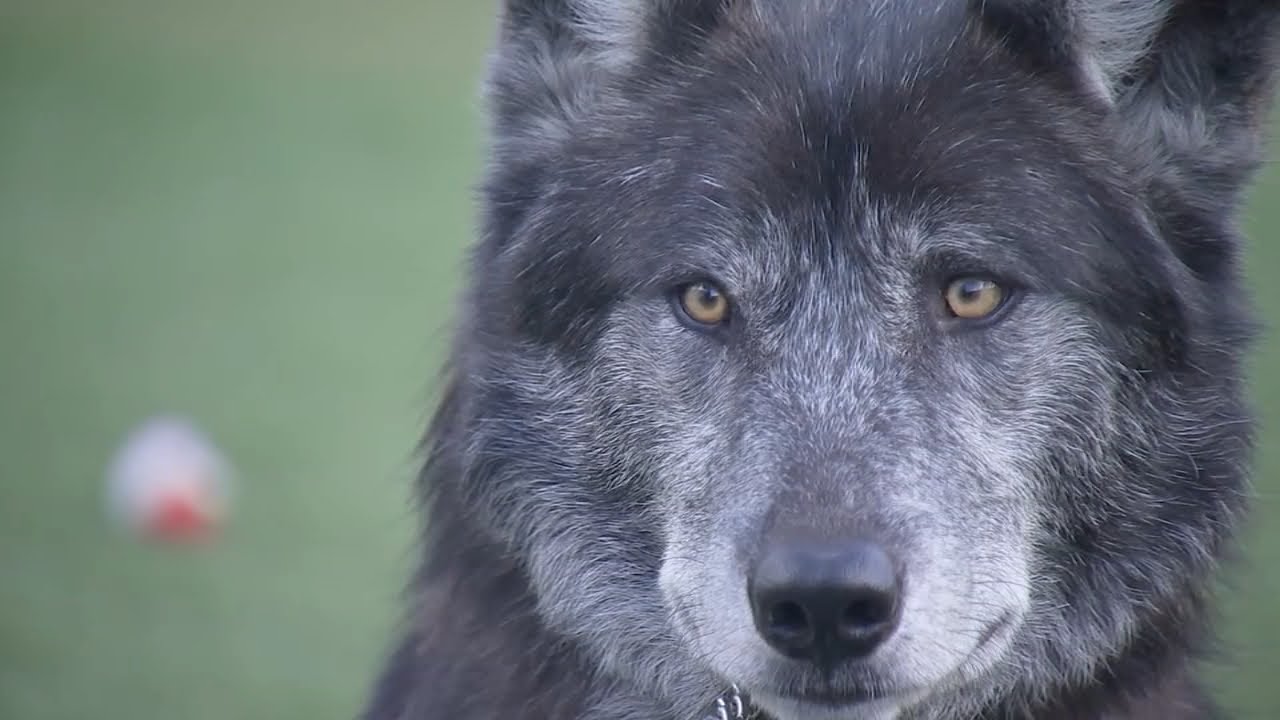 Shadow The Wolfdog Hybrid Missing In North Bay Captured And Returned Home, Animal Services Say