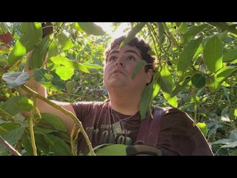 16 Year Old Marin Boy Volunteers At Israeli Farms Near Gaza Over Thanksgiving