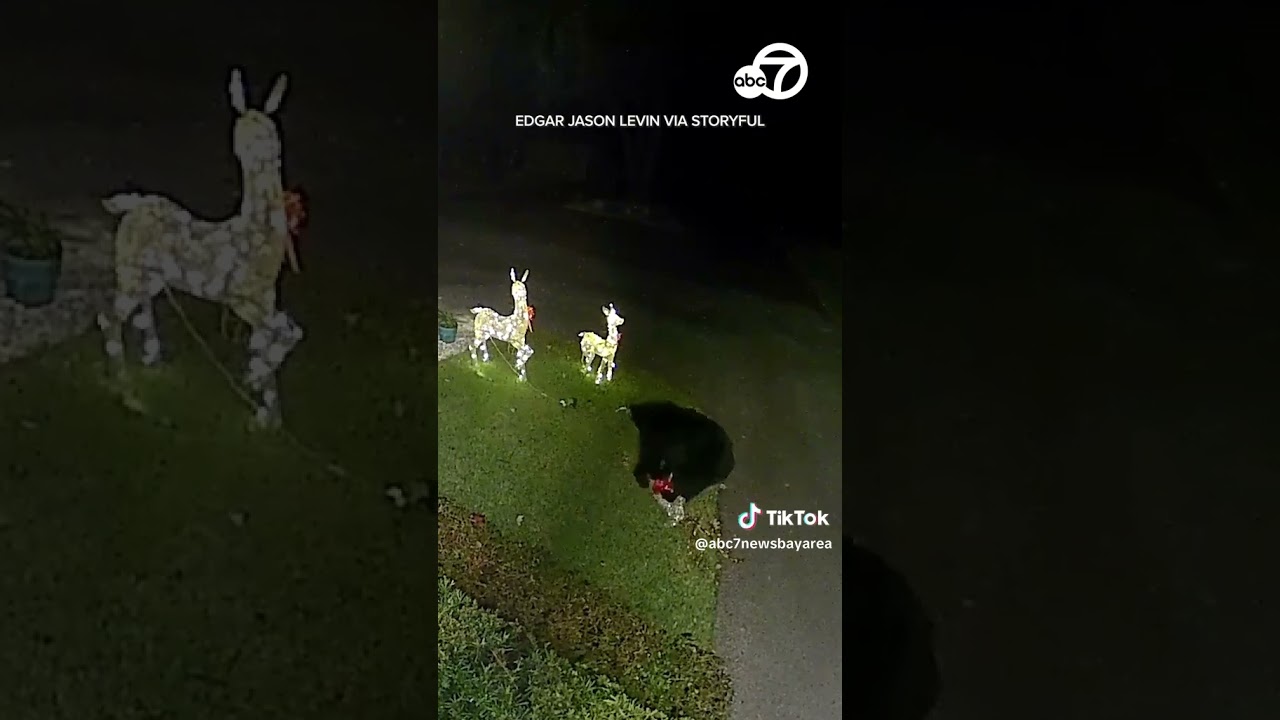 Bear Steals Reindeer Decoration From Florida Front Yard