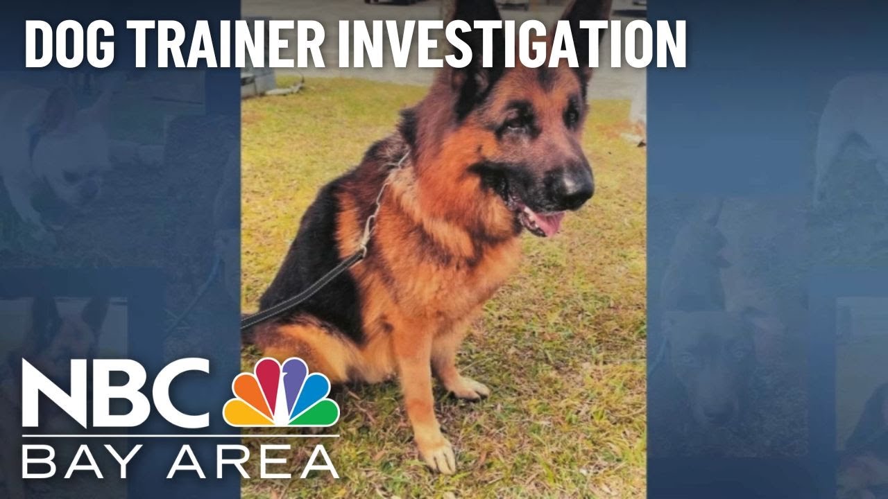 Exclusive: Palo Alto Investigation Reveals Disturbing Details In Charged Dog Trainer Case