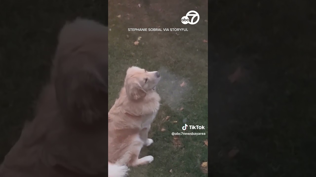 Golden Retriever Mesmerized By First Snowfall