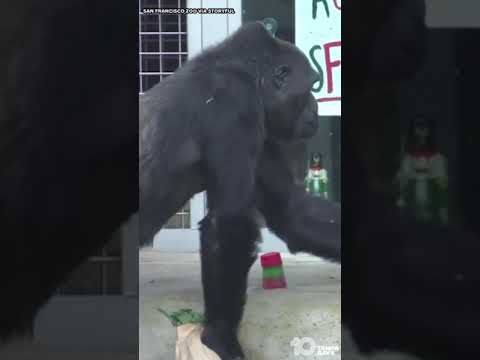 Gorillas At San Francisco Zoo Treated To Holiday Themed Treats #shorts