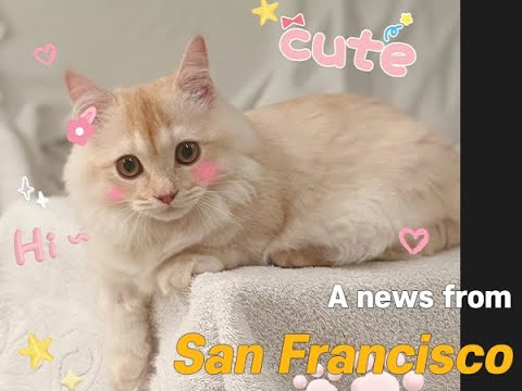 [korea Teacup Puppies Review] A News From San Francisco : Our Lovely Munchkin Met New Family ☺
