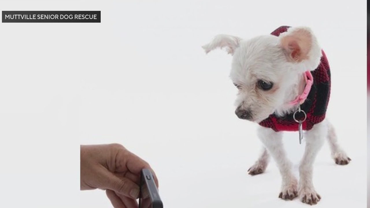 Muttville Senior Dog Rescue Gives Dogs Makeovers To Help Them Get Adopted