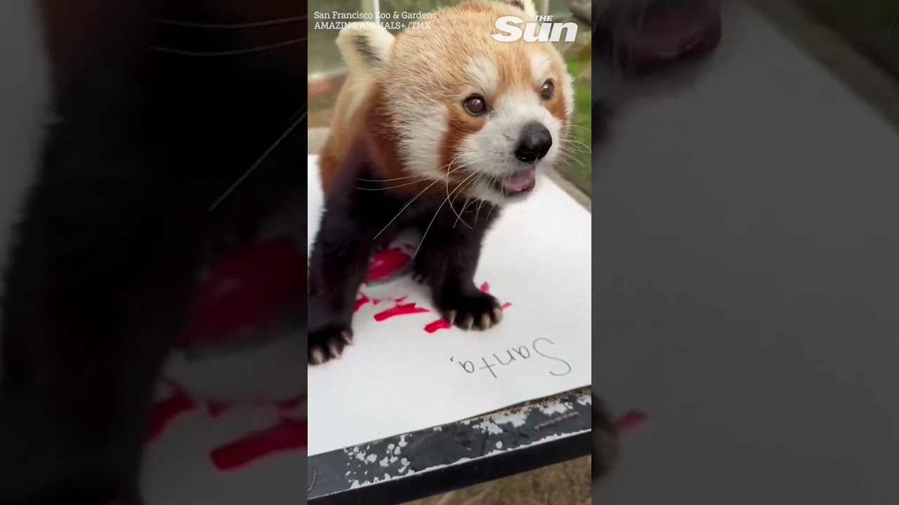 Red Panda Paints ‘letter To Santa’ At San Francisco Zoo #shorts