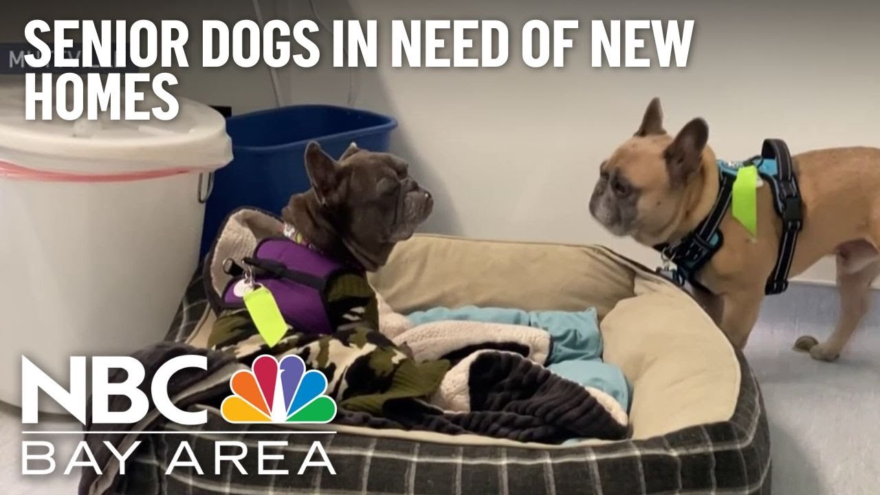 San Francisco Rescue Pushing To Get Senior Shelter Dogs Adopted For The Holidays