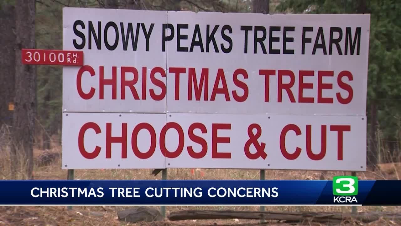 Tahoe Area Tree Farm Says Christmas Tree Permit Is Impacting Business