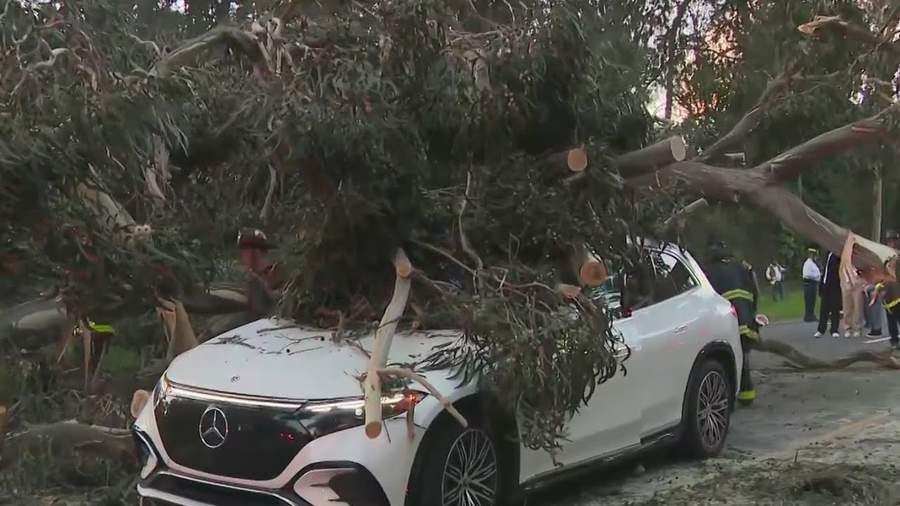 4 cars hit by falling tree on 19