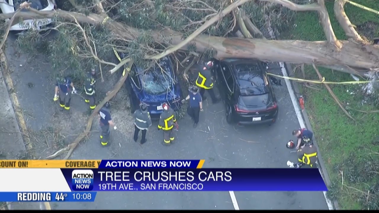 a giants tree came crashing down