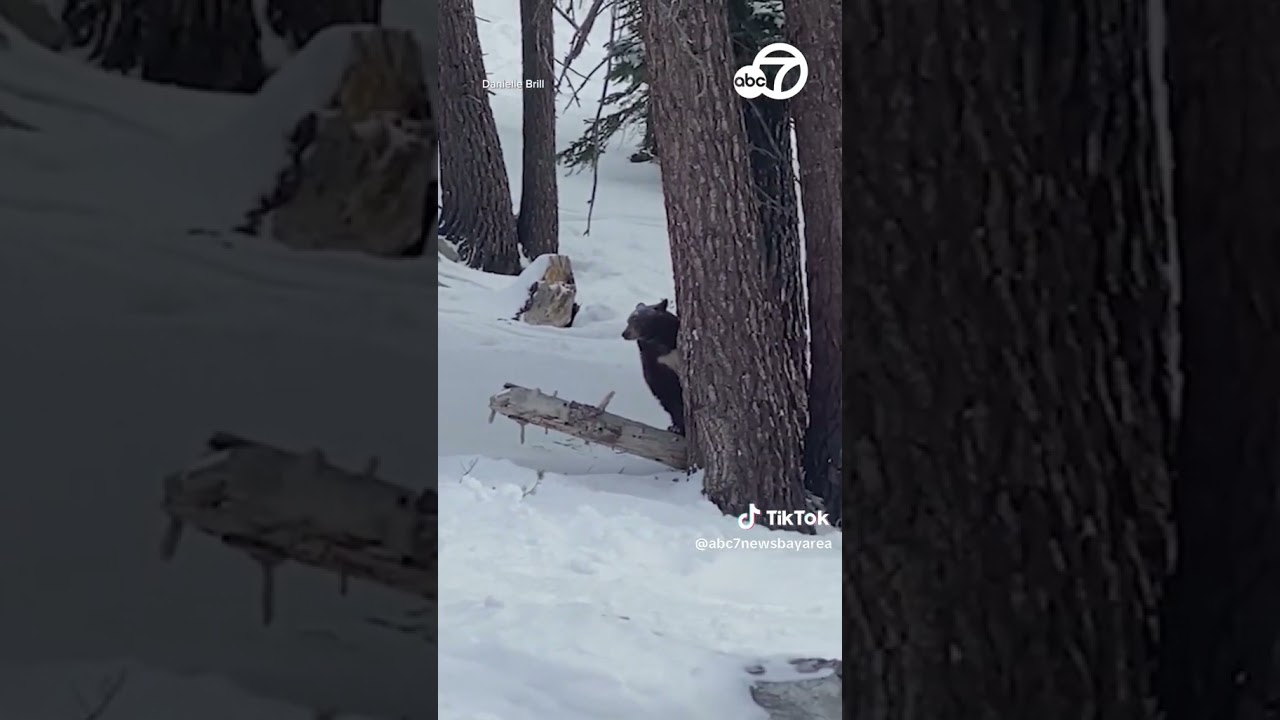 Bear caught on camera strolling through Lake Tahoe slopes 1 bear caught on camera strolling