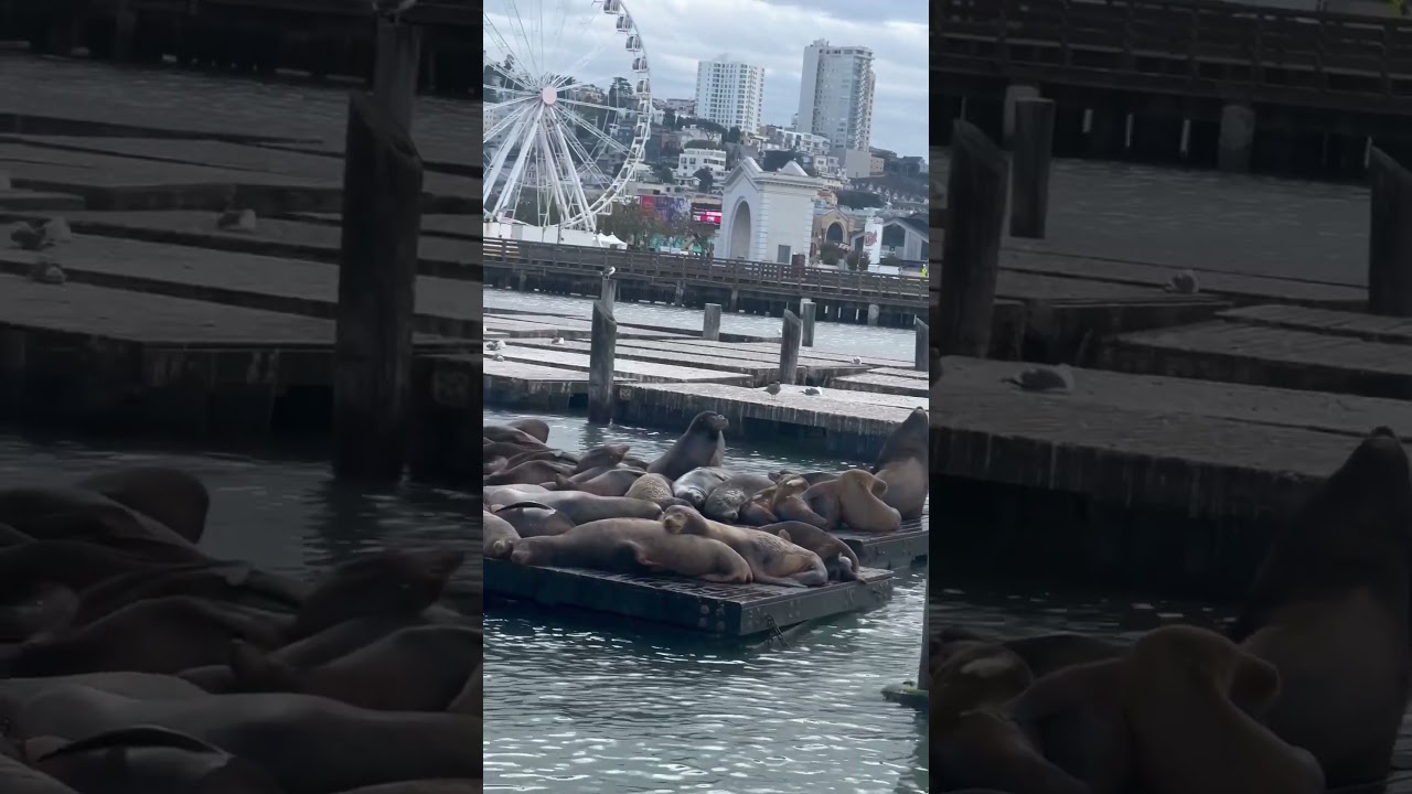 Intriguing Behavior Of Sea Lions In San Francisco! #sfo #shorts #california #usa