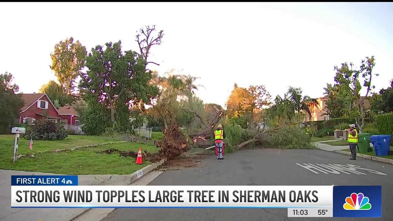 Large Tree Falls On Sherman Oaks Street