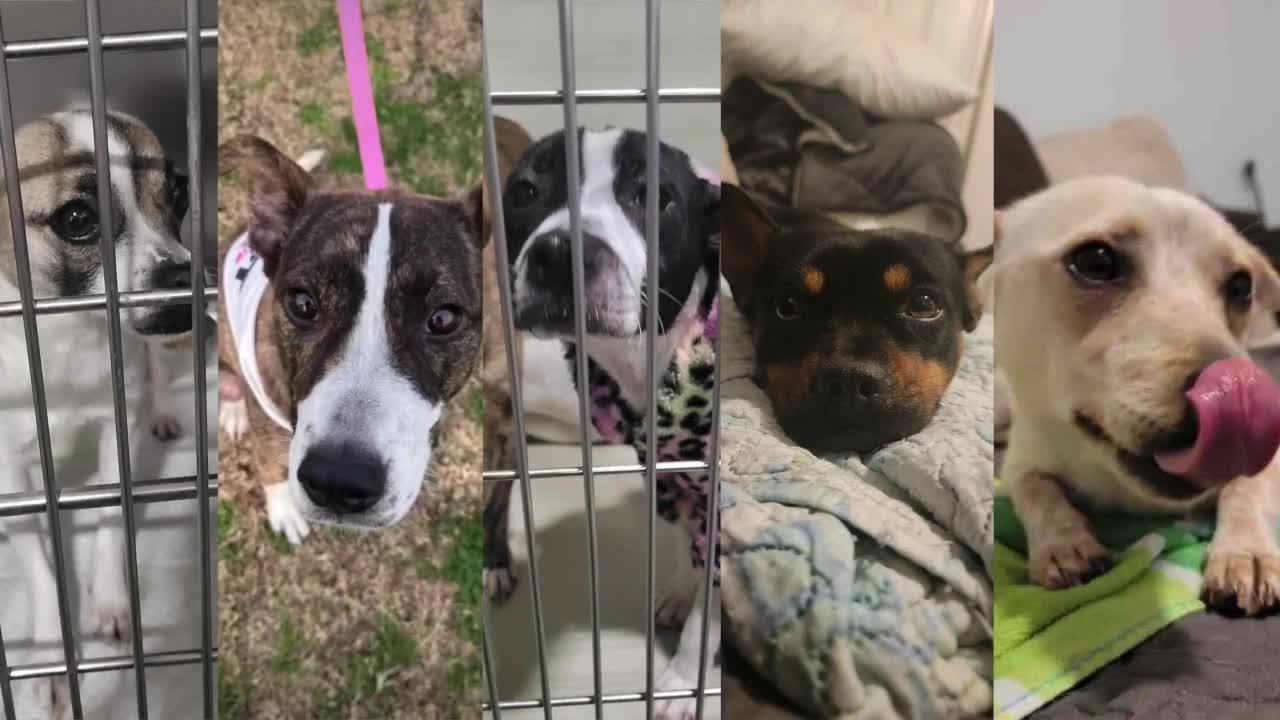 Local woman teams up with Montana rescue to transport shelter dogs. 1 local woman teams up with montan