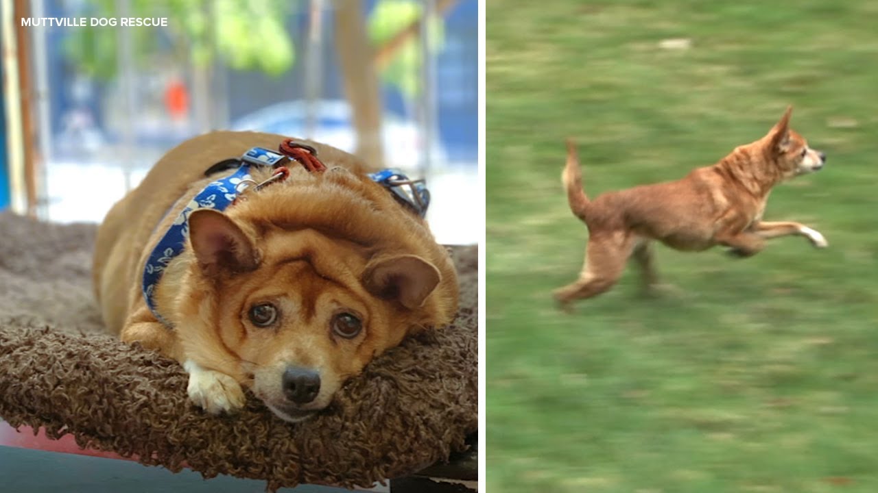 'Most obese' chihuahua at SF's Muttville Dog Rescue loses astounding two-thirds body weight 1 most obese chihuahua at sfs mutt