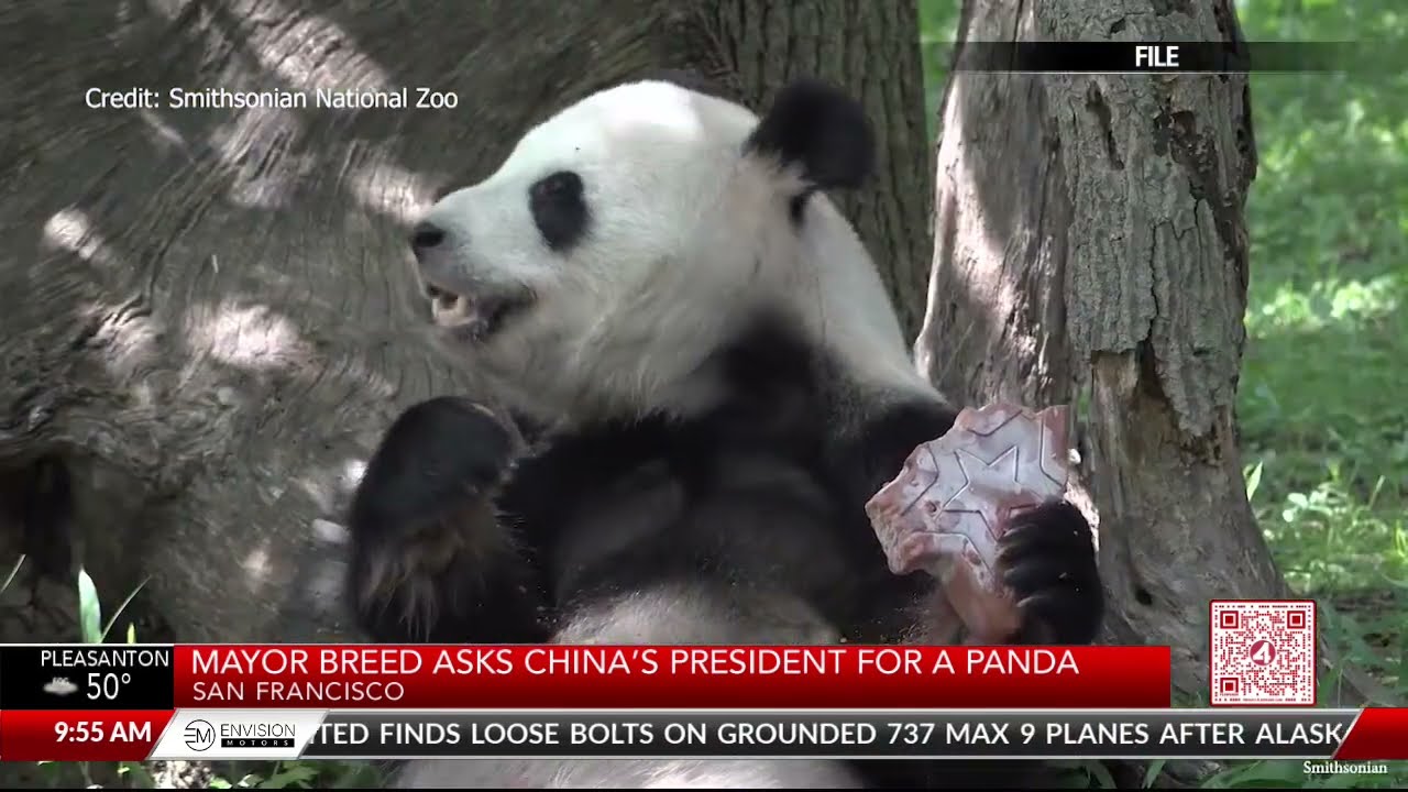 San Francisco Mayor Asks China’s President For Panda