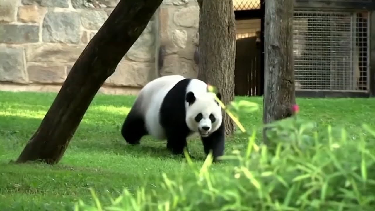 San Francisco On Shortlist Of City Contenders To Receive A Panda From China, Sources Say
