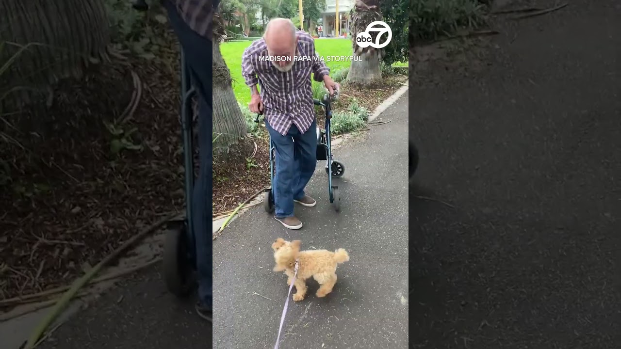 Toy Poodle And Elderly Man Become Fast Friends