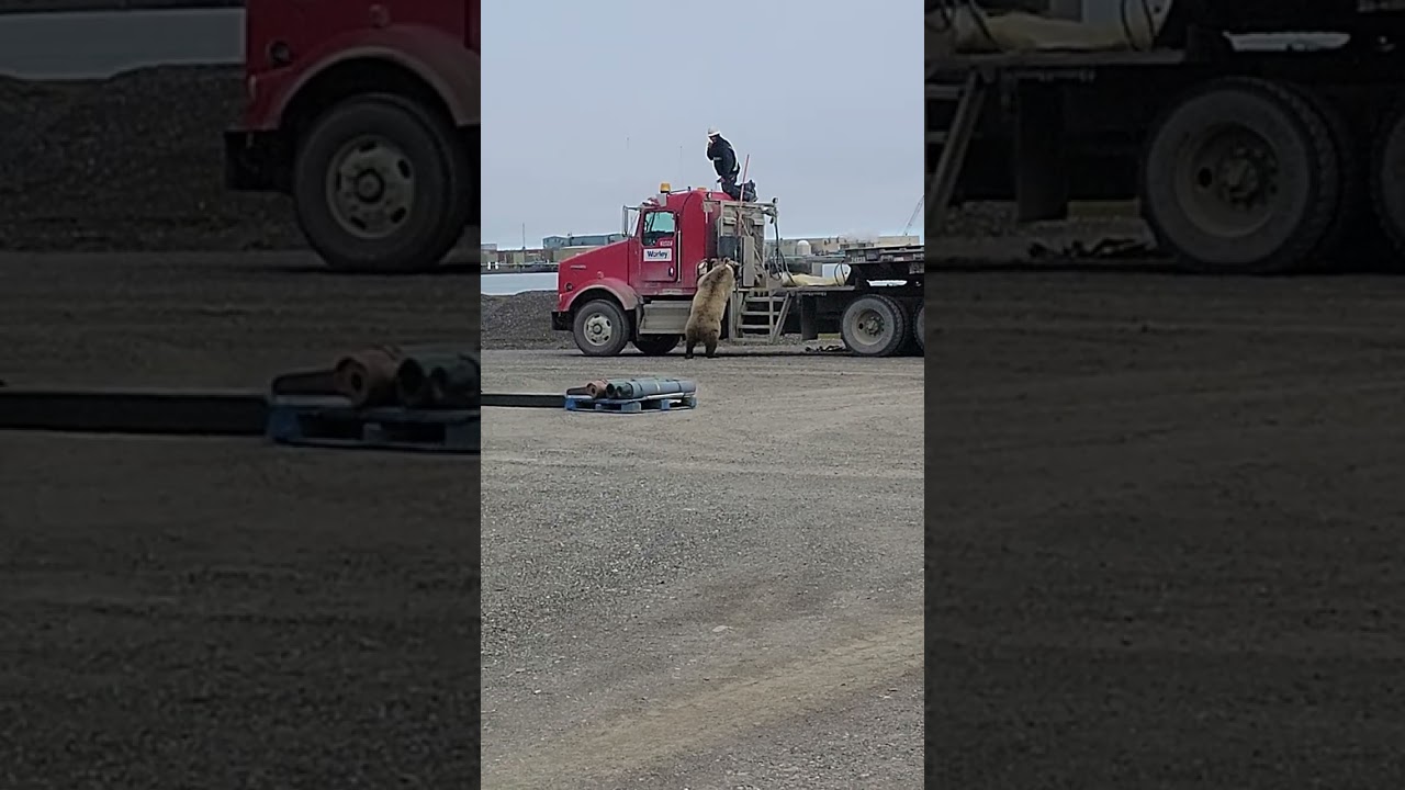 Truck Driver Chased By Grizzly Bear In Deadhorse Alaska