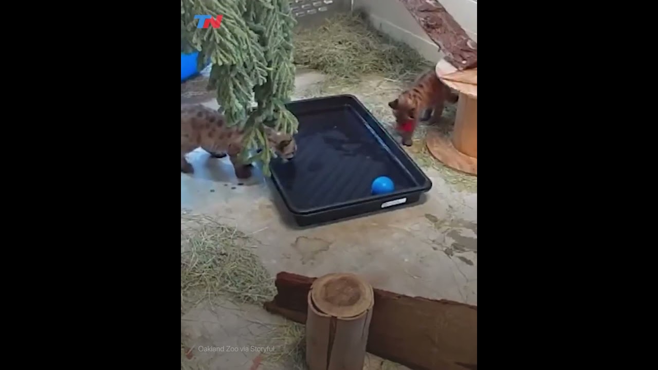Un par de cachorros de puma adoptados por el Zoológico de Oakland juegan por primera vez en el agua 1 un par de cachorros de puma adop