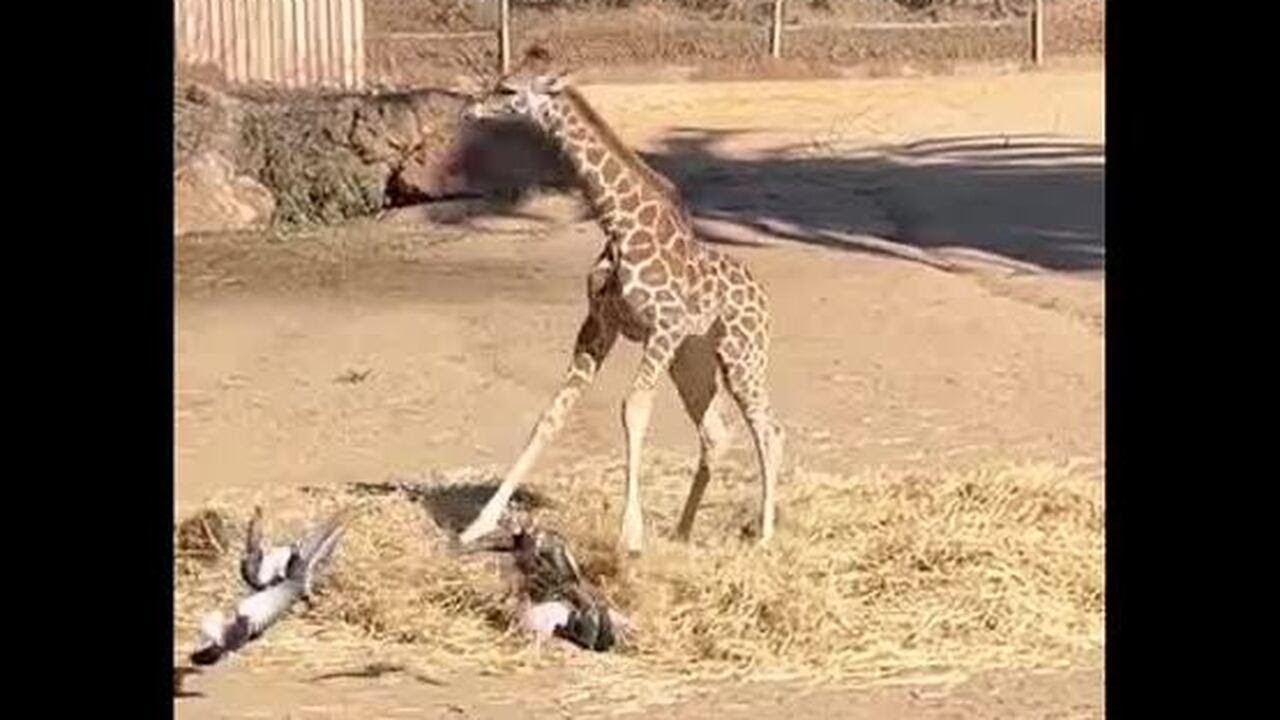 WATCH: Baby giraffe at Oakland zoo tries to play with flock of pigeons 2 Watch: Baby Giraffe At Oakland Zoo Tries To Play With Flock Of Pigeons