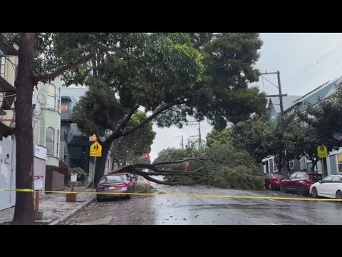 falling tree kills 1 in santa cr