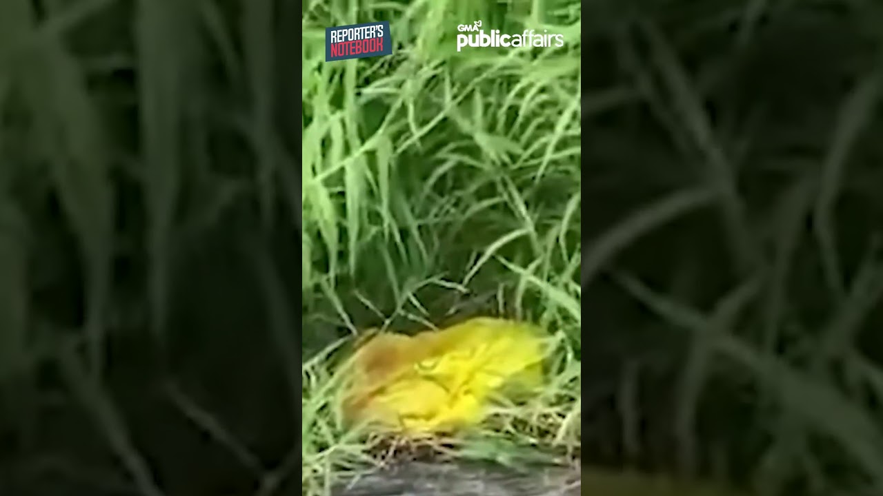 isang sanggol iniwan sa damuhan