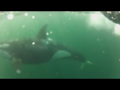 oregon now listing resident orca