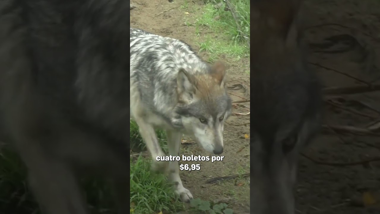 Zoológico de San Francisco advierte sobre estafa de entradas 2 zoologico de san francisco advie