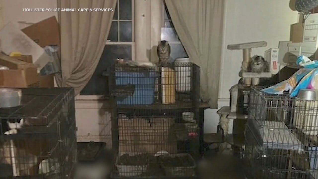 200 cats 13 dogs living in deplo