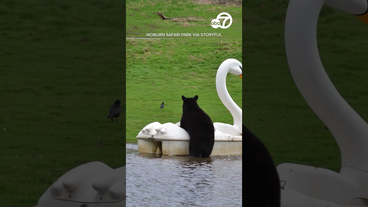 black bears enjoy swan shaped pe