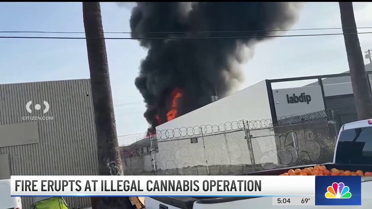 fire erupts at illegal cannabis