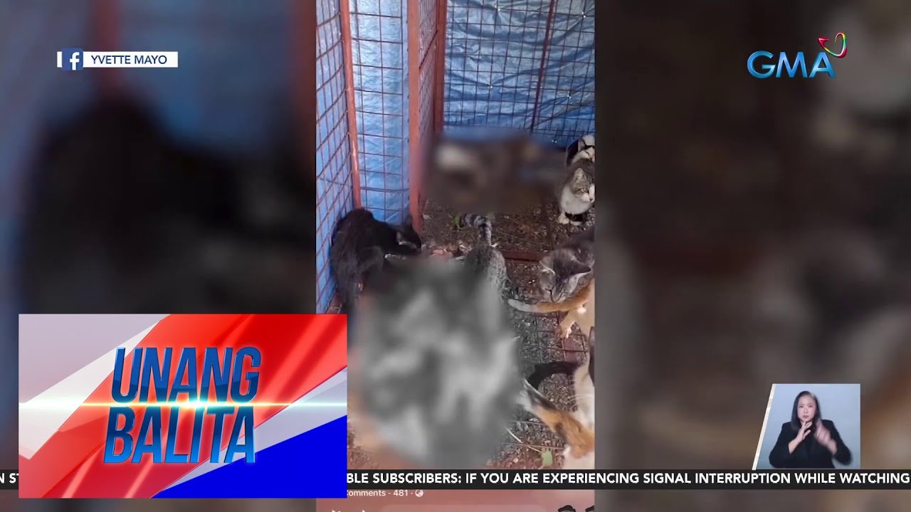 ilang patay na pusa sa isang cat