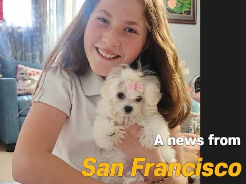 korea teacup puppies review a ne 1