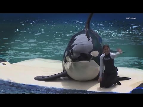 miami seaquarium gets eviction n