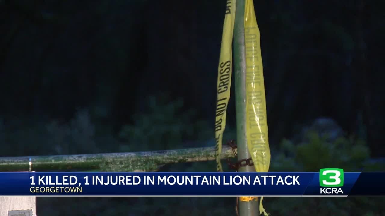 mountain lion attacks brothers i