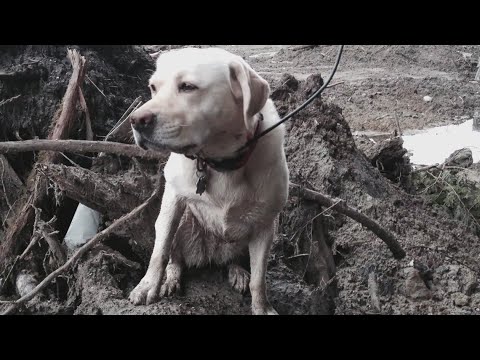 my forever dog search and rescue