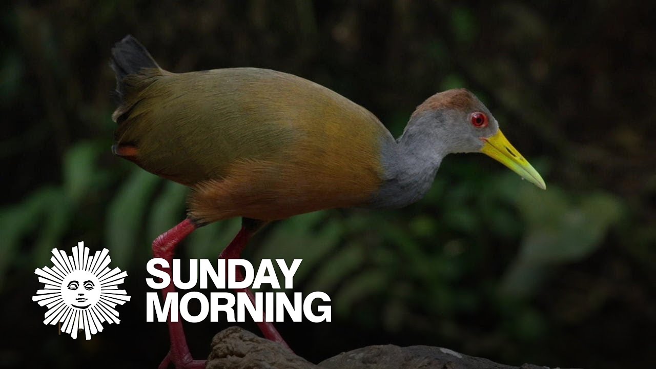 nature birds of costa rica