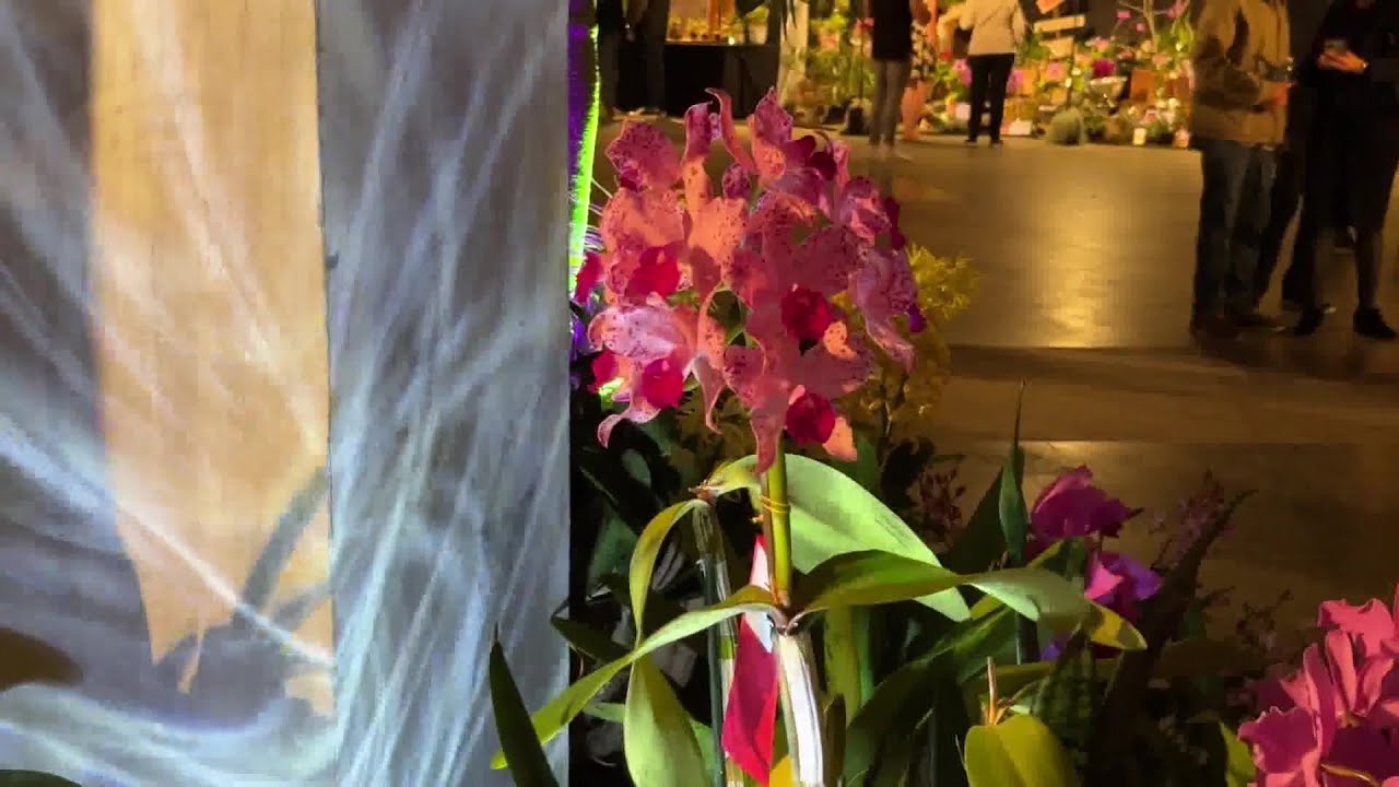 orchids after dark offers a new