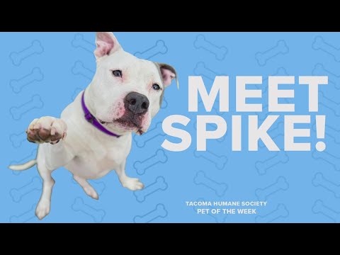 pet rescue of the week spike