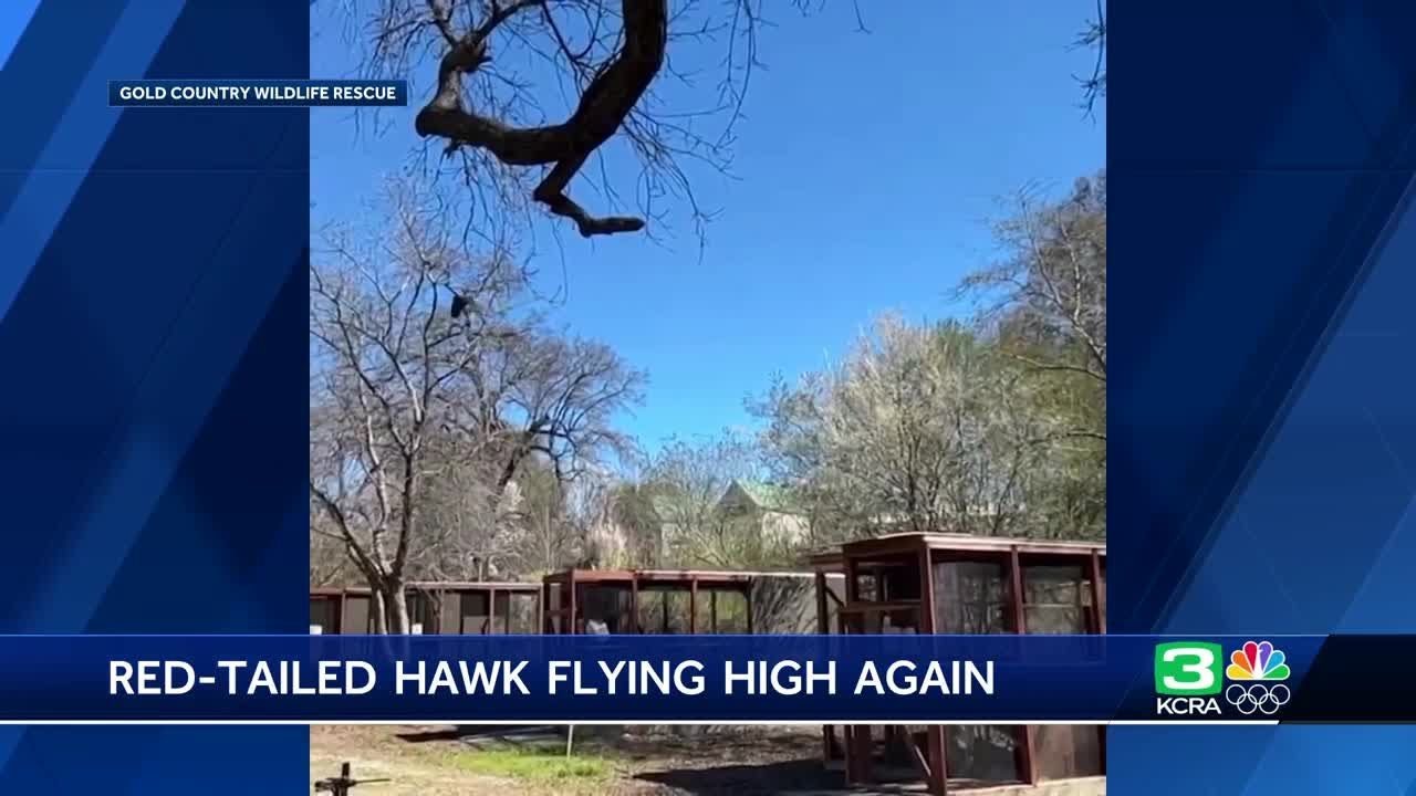 red railed hawk nursed back to h